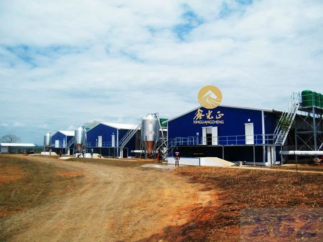 steel layer chicken house